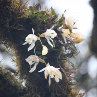 Coelogyne